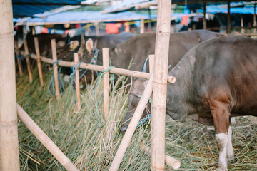 Majestic bulls gathered in a field, ready for sale in celebration of Eid al-Adha 2024.