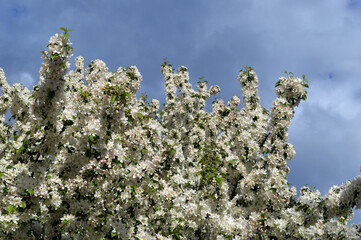 Blooming apple tree against sky.