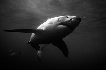Great White Shark turns below the oceans surface captured in black and white