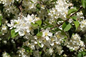 Blooming apple tree.