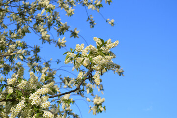 Blooming bird cherry against sky.
