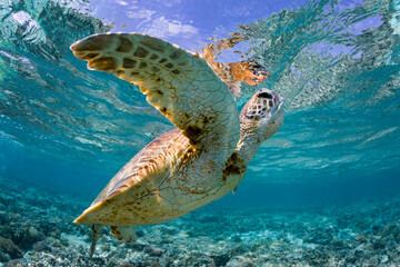 A green sea turtle rising to the oceans surface for air. Photographed on Lady Elliot Island on the...