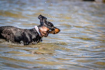 Dog on the beach, Dachshund, Sicilia, Italy