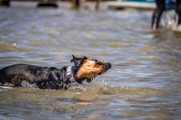 Dog on the beach, Dachshund, Sicilia, Italy