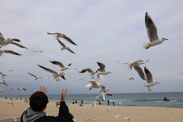 sea ​​seagull sandy beach sky feed nature travel