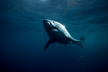 Looking up to a great white shark in dark blue water as it glides above