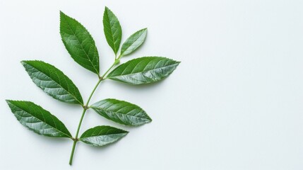 Obraz premium A vivid green leaf against a pristine white backdrop – ideal for text or graphic placement on apparel