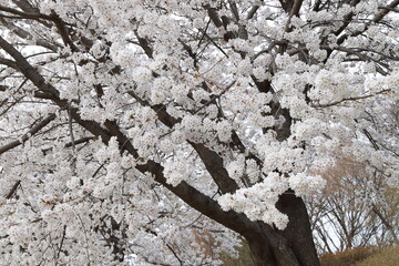 spring flowers tranquility peace beauty nature tree