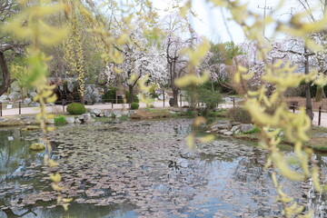spring lake flowers trees sky park beautiful tourism