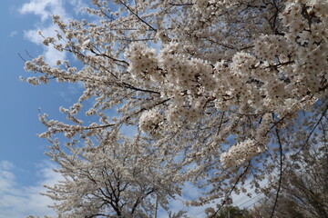 spring flowers tranquility peace beauty nature tree