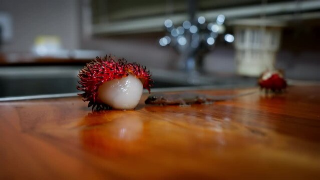 Lizard walks crawling to peeled rambutan eating fruit in kitchen