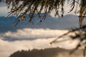 raindrops on the twigs from a spruce in the sunlight at a spring morning
