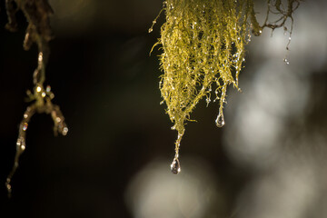 raindrops on the twigs from a spruce in the sunlight at a spring morning