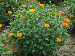 beautiful marigolds flowers bloom in the garden nature background. (Tagetes erecta, Mexican marigold, African marigold)