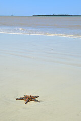 Starfish and crabs on tropical beach of Africa