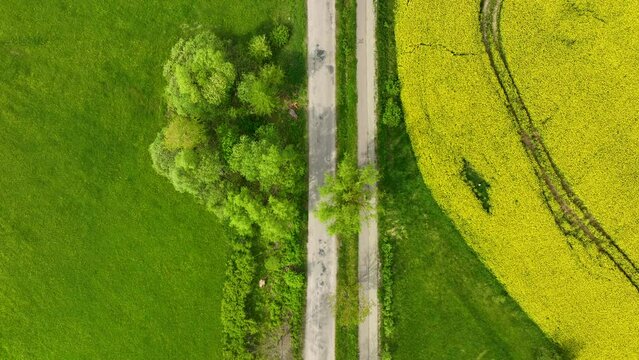 A top-down aerial view of a road flanked by green fields and a yellow rapeseed field, with a small patch of trees by the roadside with biker on road