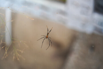 spider on the web