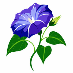 Morning glory flower vector illustration 
