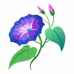 Morning glory flower vector illustration 
