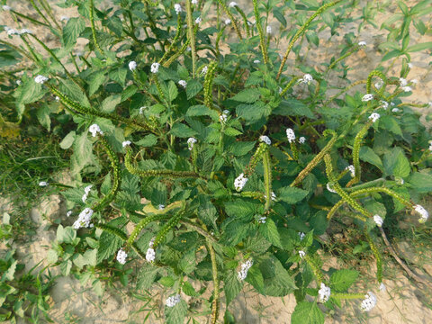 Alacransillo, Eye Bright, Indian Heliotrope, Indian Turnsole, Turnsole, Heliotropium indicum	