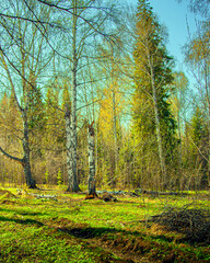 beautiful tall green trees in the forest. With a large branched crown. Sun at sunset. scenery. blue sky. park area. summer nature. Top background of tree branches. Environmental concept.