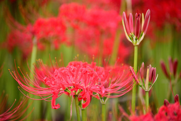 秋の公園に咲く彼岸花