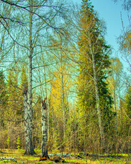 beautiful tall green trees in the forest. With a large branched crown. Sun at sunset. scenery. blue sky. park area. summer nature. Top background of tree branches. Environmental concept.