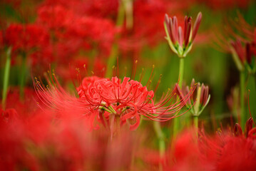 秋の公園に咲く彼岸花
