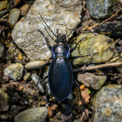 A big ground beetle walking on the ground