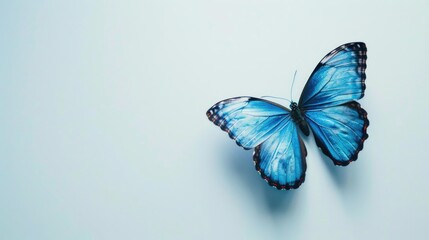 Beautiful blue butterfly resting on a white background. Perfect for nature or summer-themed designs