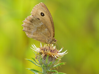 A Dryad butterfly resting on a flower