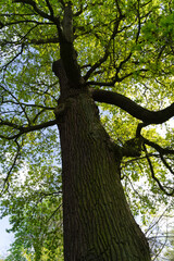 Obraz premium tree in the park