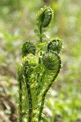 fiddlehead fern grows naturally in the sun. Close-up, vertical position.