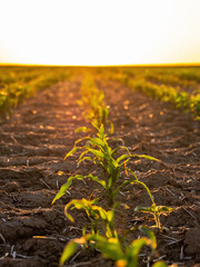 Lush young corn plants growing in a field illuminated by the warm light of sunset