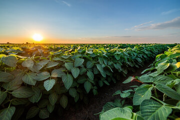 Golden sunset horizon illuminating a vibrant soybean crop in a rural farmland