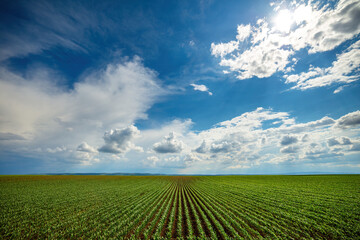 Vibrant green cornfield stretching under a vast sky with fluffy clouds