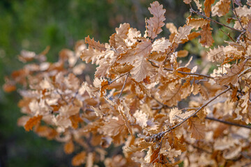 Detail of an oak branch still with leaves from last autumn without falling.