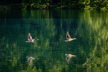 Canards en vol