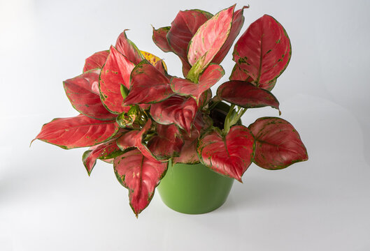 Red aglonema flower in a pot. Leaves with bright pink veins. Aglaonema plant on white background