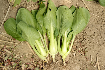 Obraz premium organic vegetables Bok choy