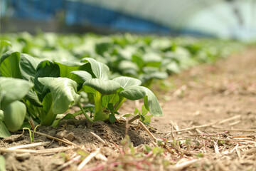 organic vegetables Bok choy