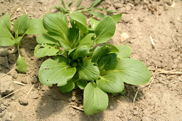 organic vegetables Bok choy