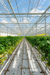 Industrial food production of strawberries in a greenhouse in the Netherlands. Closeup of red and...