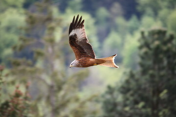 Red Kite from the side flying by 