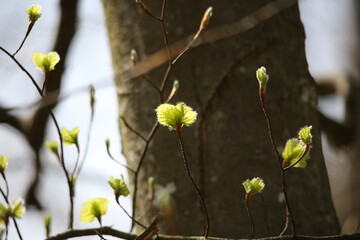 tree sprouting its blossoms
