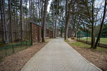 Narrow road in the autumn forest.