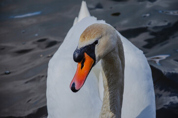 Obraz premium Beautiful White Swan Floating on Water