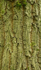 Beautiful details of the bark of quercus montana