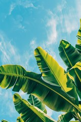 banana leaves, blue sky in the background