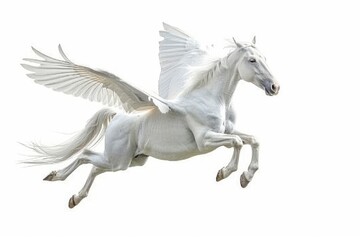 white pegasus fly on white background